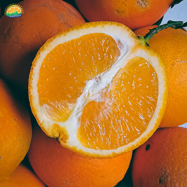 پرتقال میوهی زمستانی